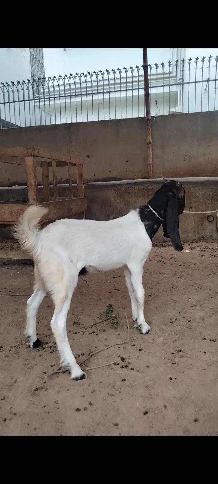 2 Dant Breeder, 2 Dant Cross Path, Kamori Kid, Tapra Munda 03432665347 — photo 9