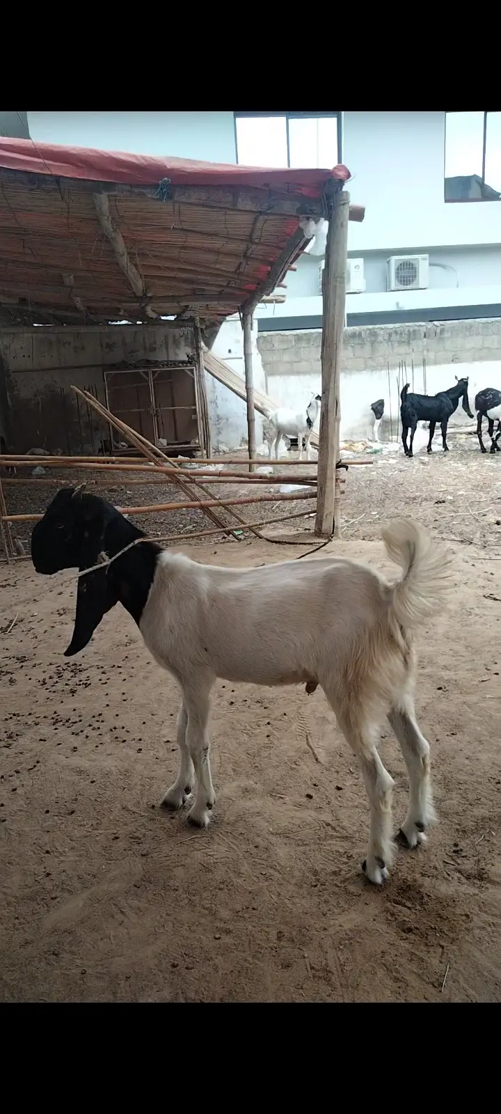 2 Dant Breeder, 2 Dant Cross Path, Kamori Kid, Tapra Munda 03432665347 — photo 10