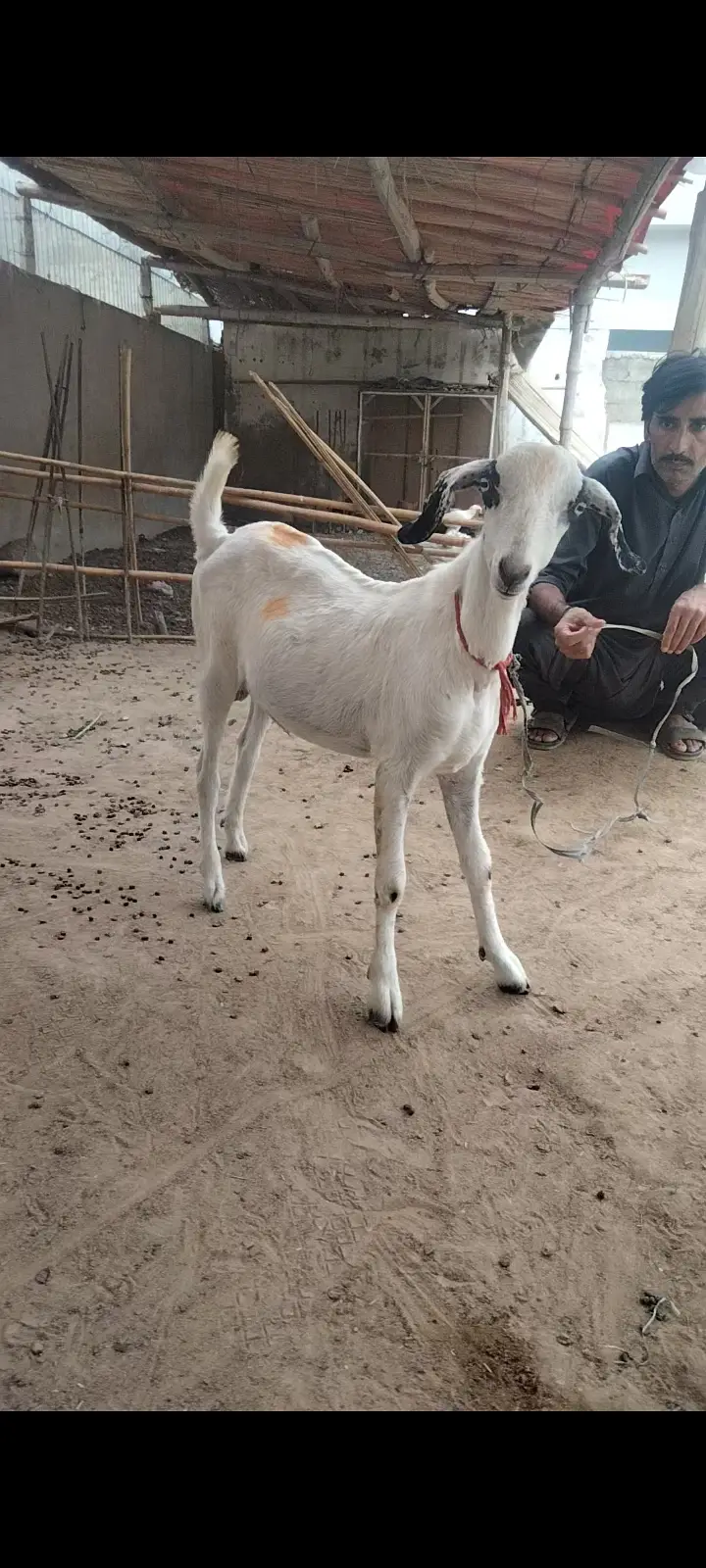 2 Dant Breeder, 2 Dant Cross Path, Kamori Kid, Tapra Munda 03432665347 — photo 11