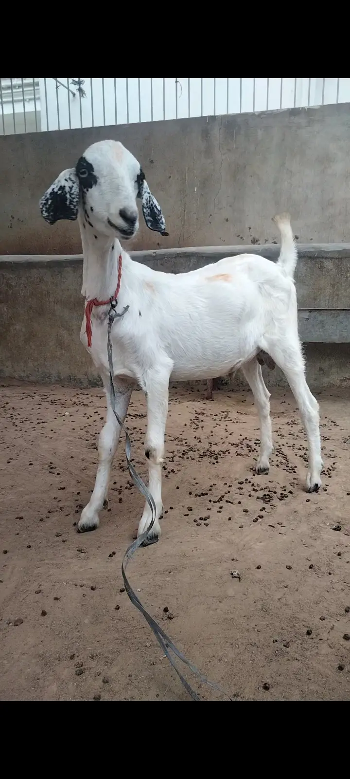 2 Dant Breeder, 2 Dant Cross Path, Kamori Kid, Tapra Munda 03432665347 — photo 12