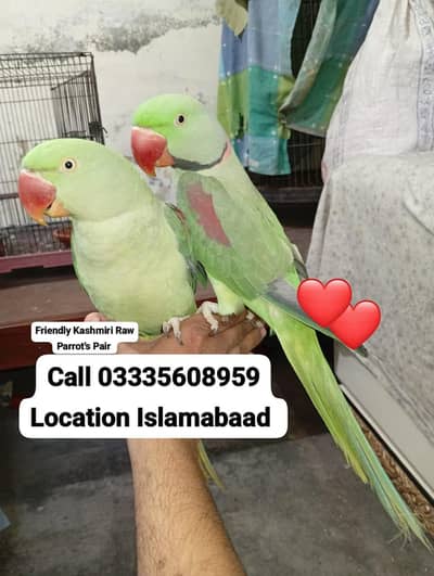 Pair Hand Tamed Full Friendly Kashmiri Raw Male/Female Parrot's