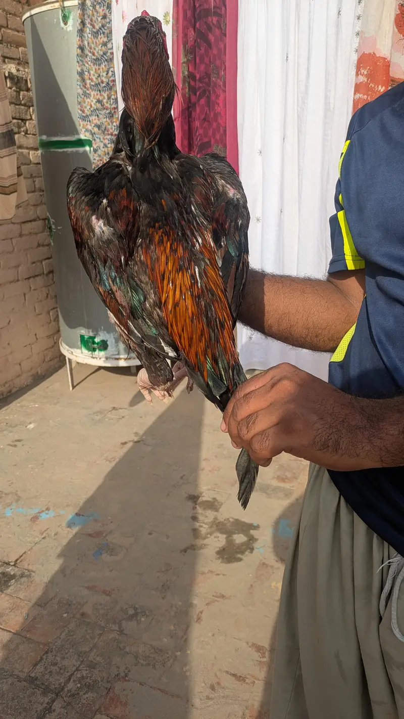میانوالی اصیل — photo 4