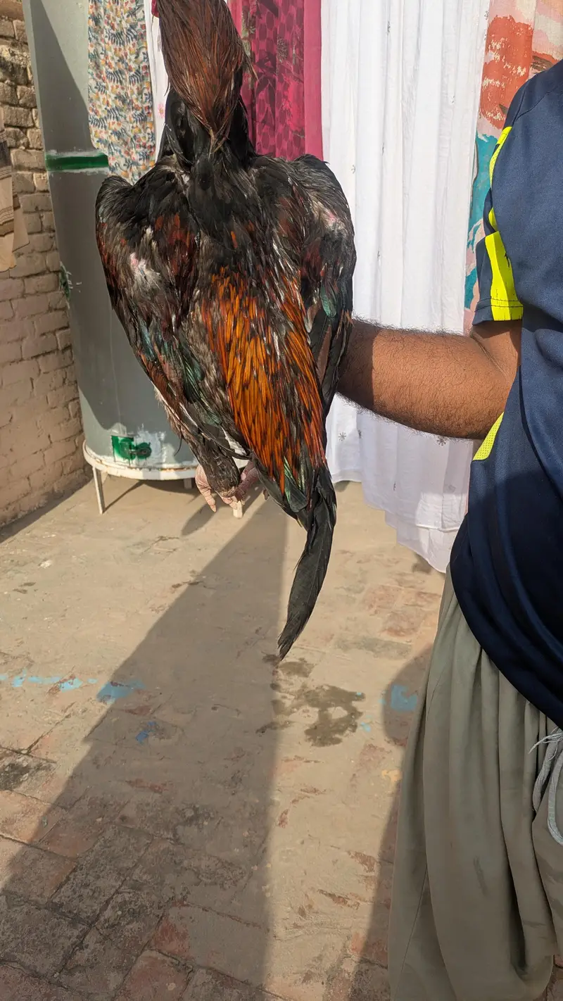میانوالی اصیل — photo 5