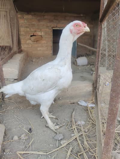 Heera
