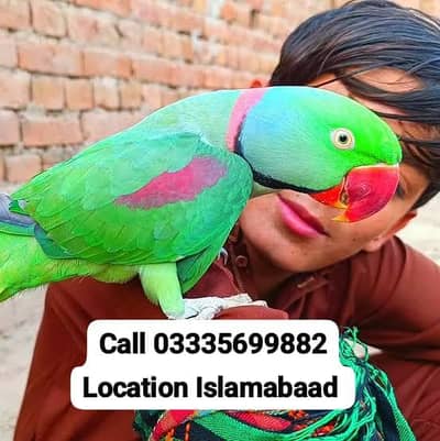 Hand Tamed Full Friendly Kashmiri Raw Male Parrot Jumbo Size