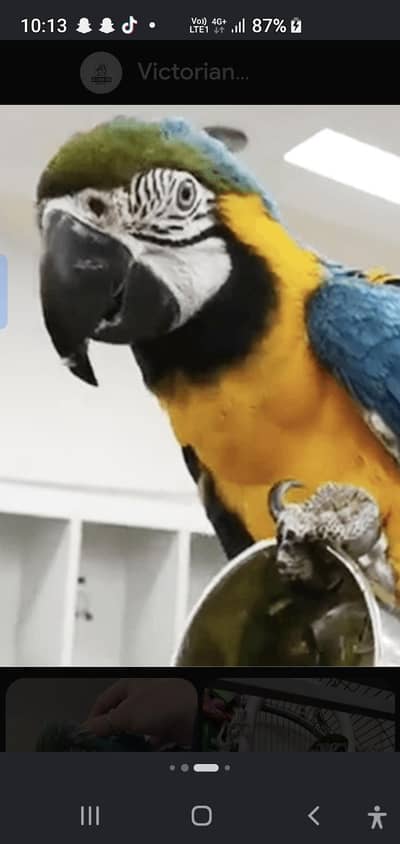 Macaw & african gray parrot female