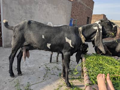 A+ quality Big goat