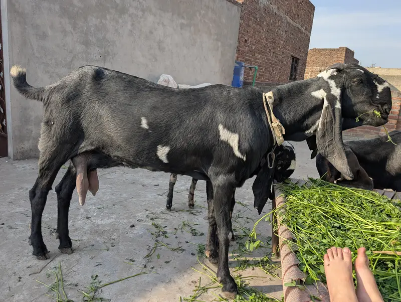 A+ quality Big goat
