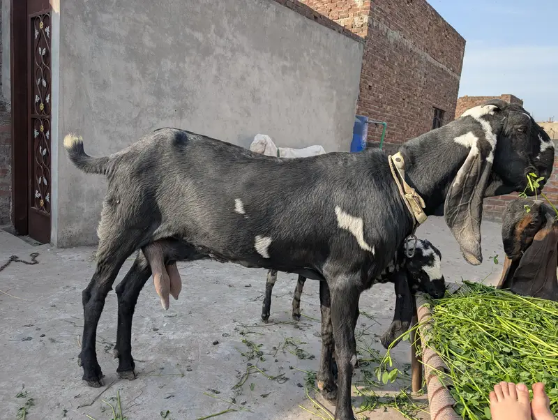 A+ quality Big goat — photo 2