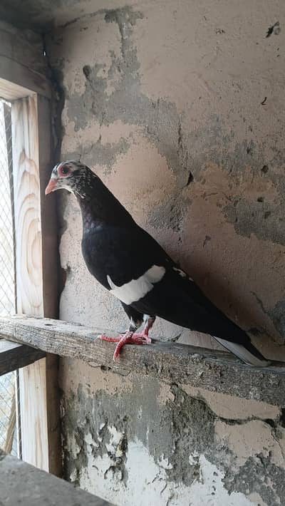 multani maina females