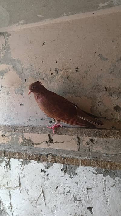 multani maina female