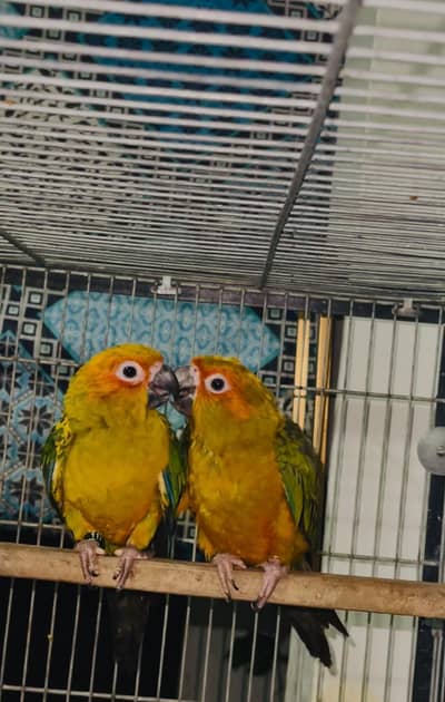 suncunore high red factor DNA tested pair