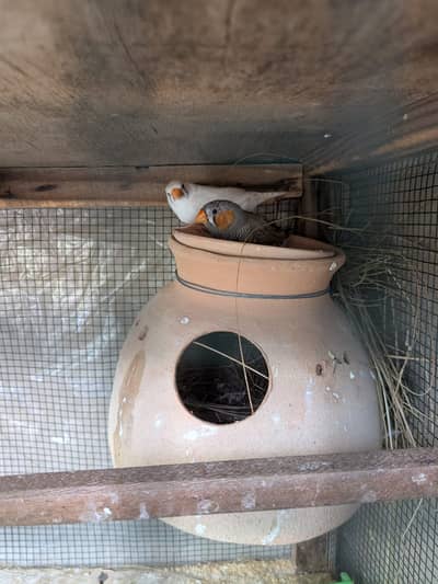 zebra finch breeding pair - Rs. 700 - baldia