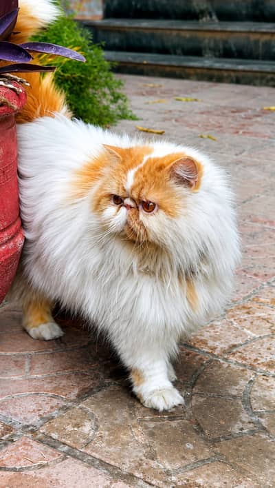 Male Cat available For mating