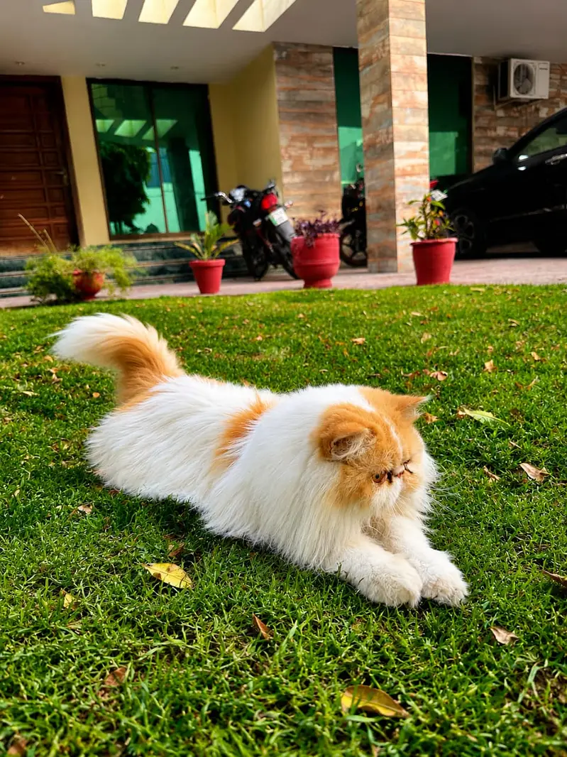 Male Cat available For mating — photo 3