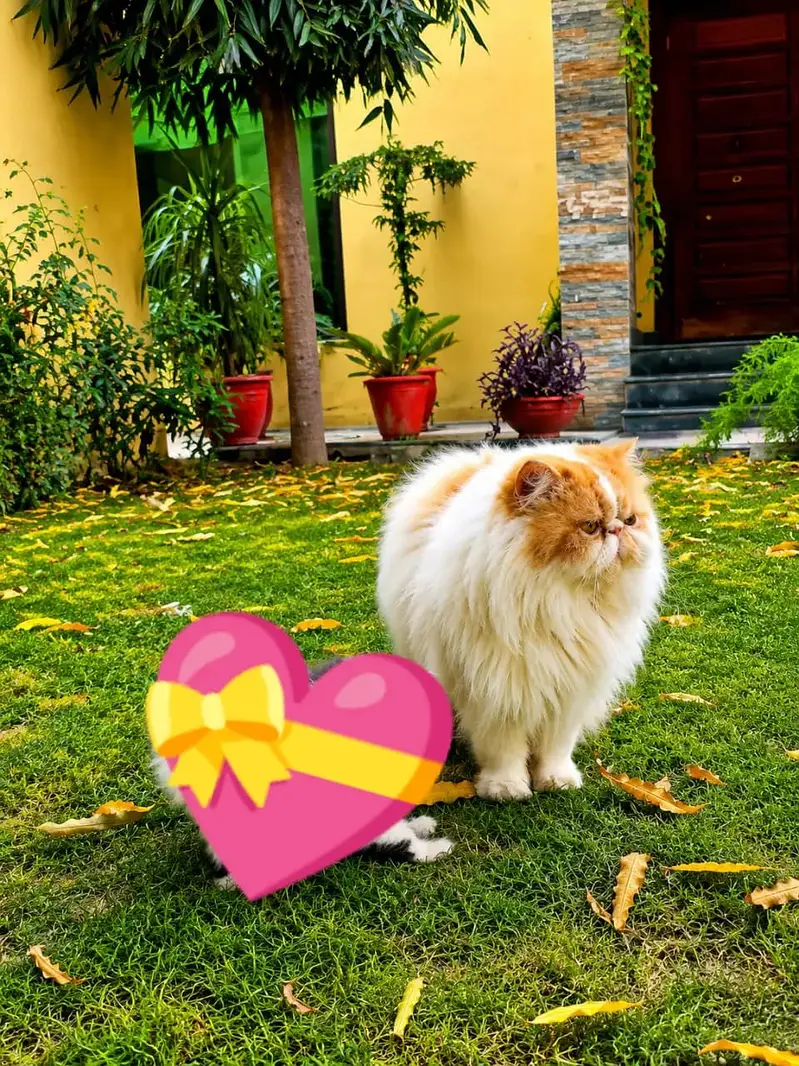 Male Cat available For mating — photo 4