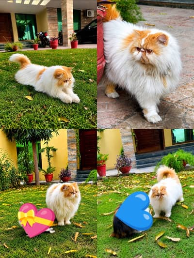 Male Cat available For mating