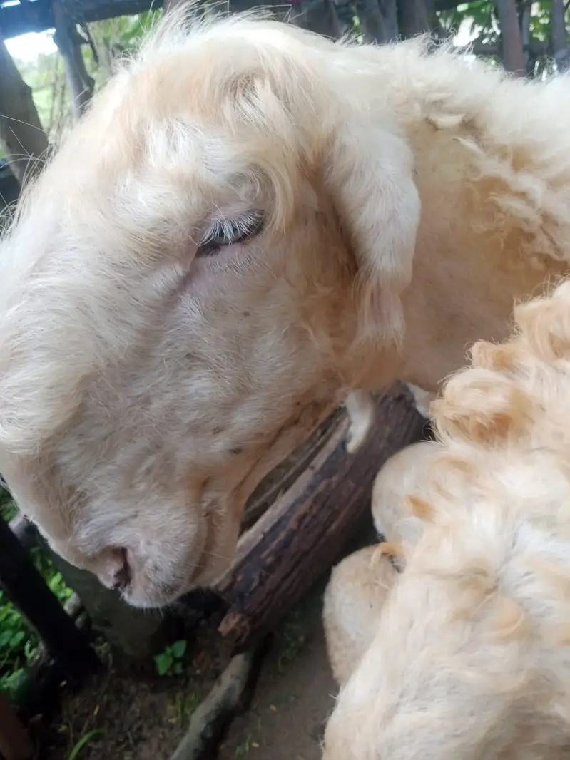 barkrai female ha sale — photo 2