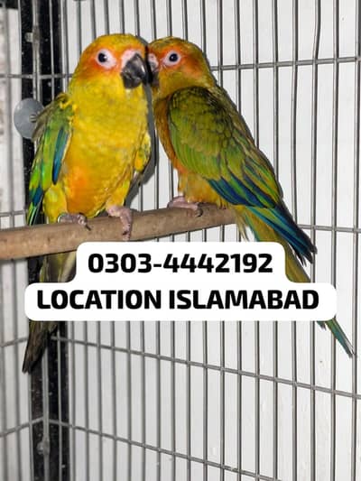 suncunore high red factor 8 months old pair