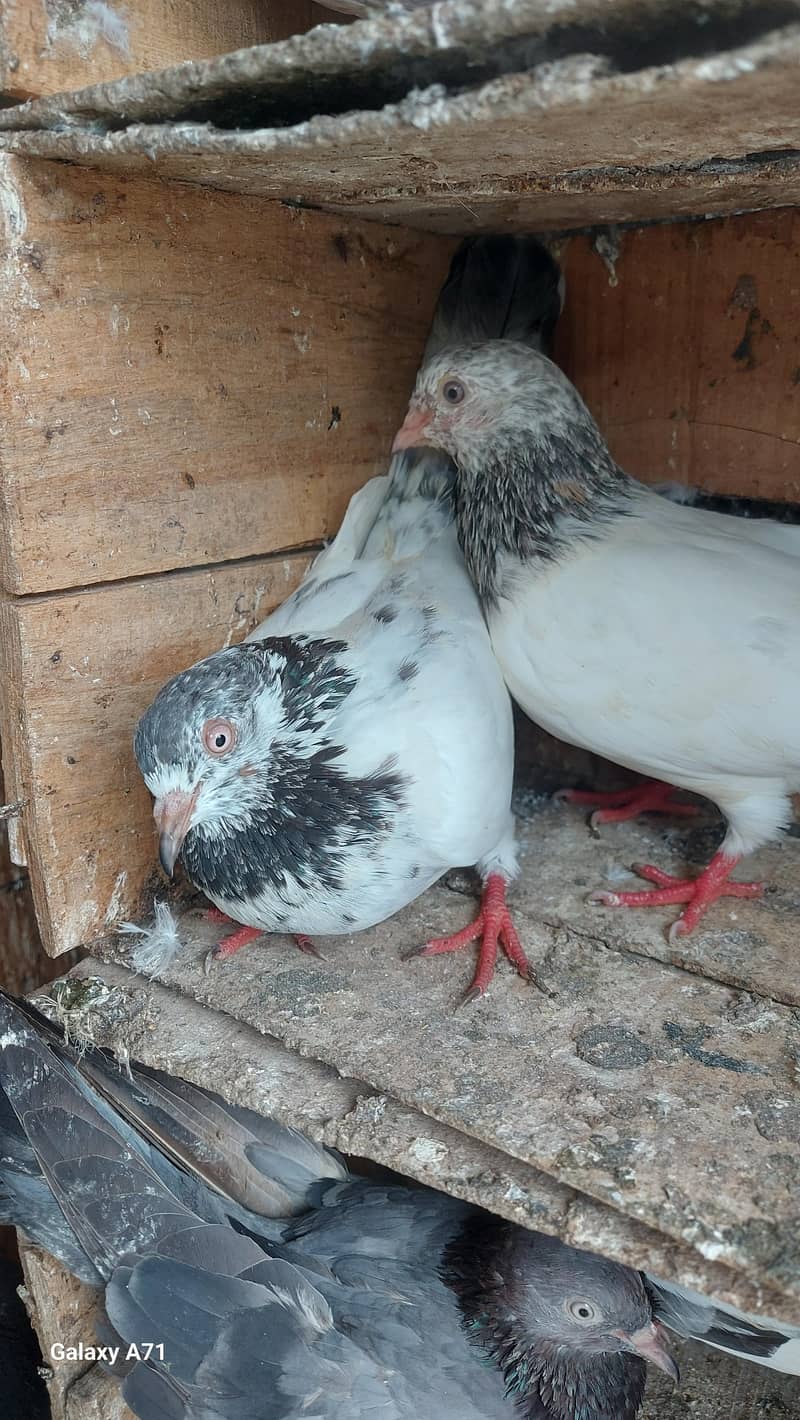 breeder pair 2
