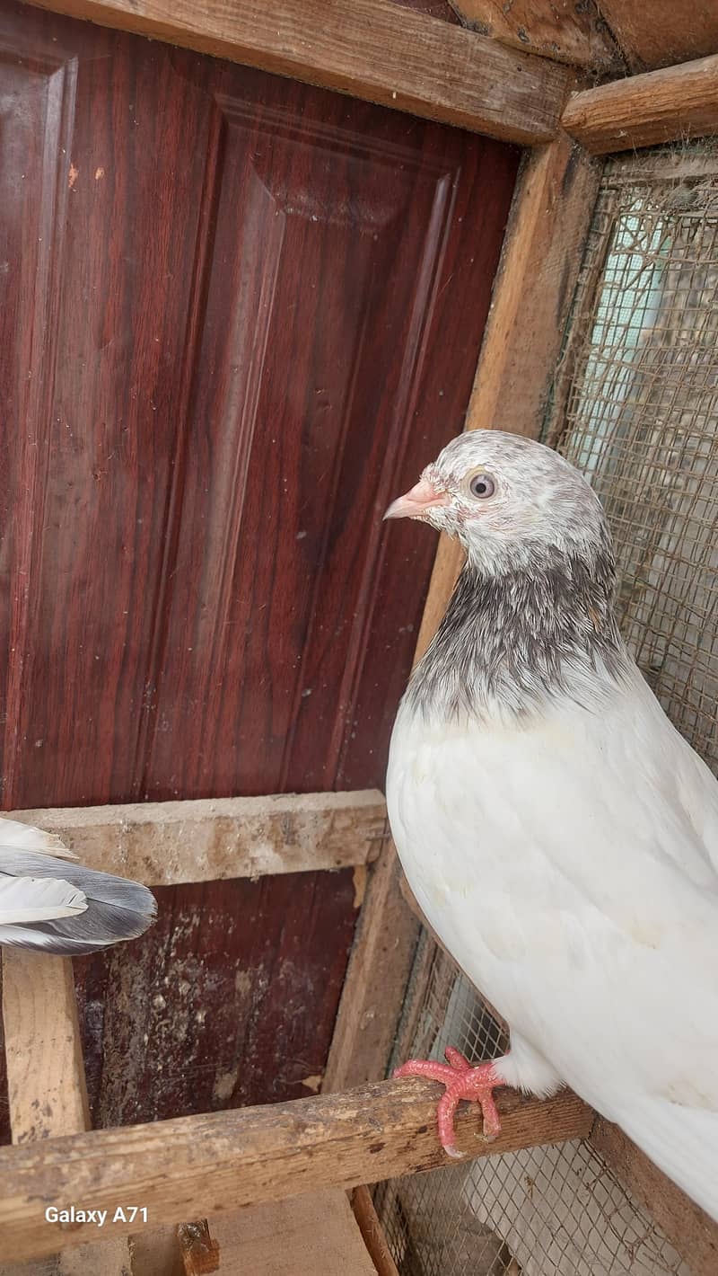 breeder pair 3