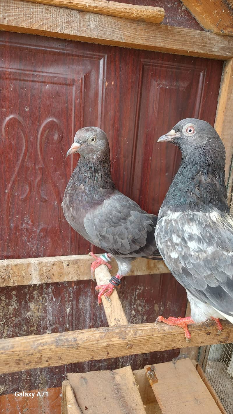 breeder pair 4