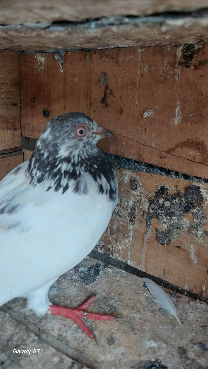 breeder pair 5