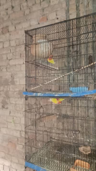 mere cute to tota common Latino parrot