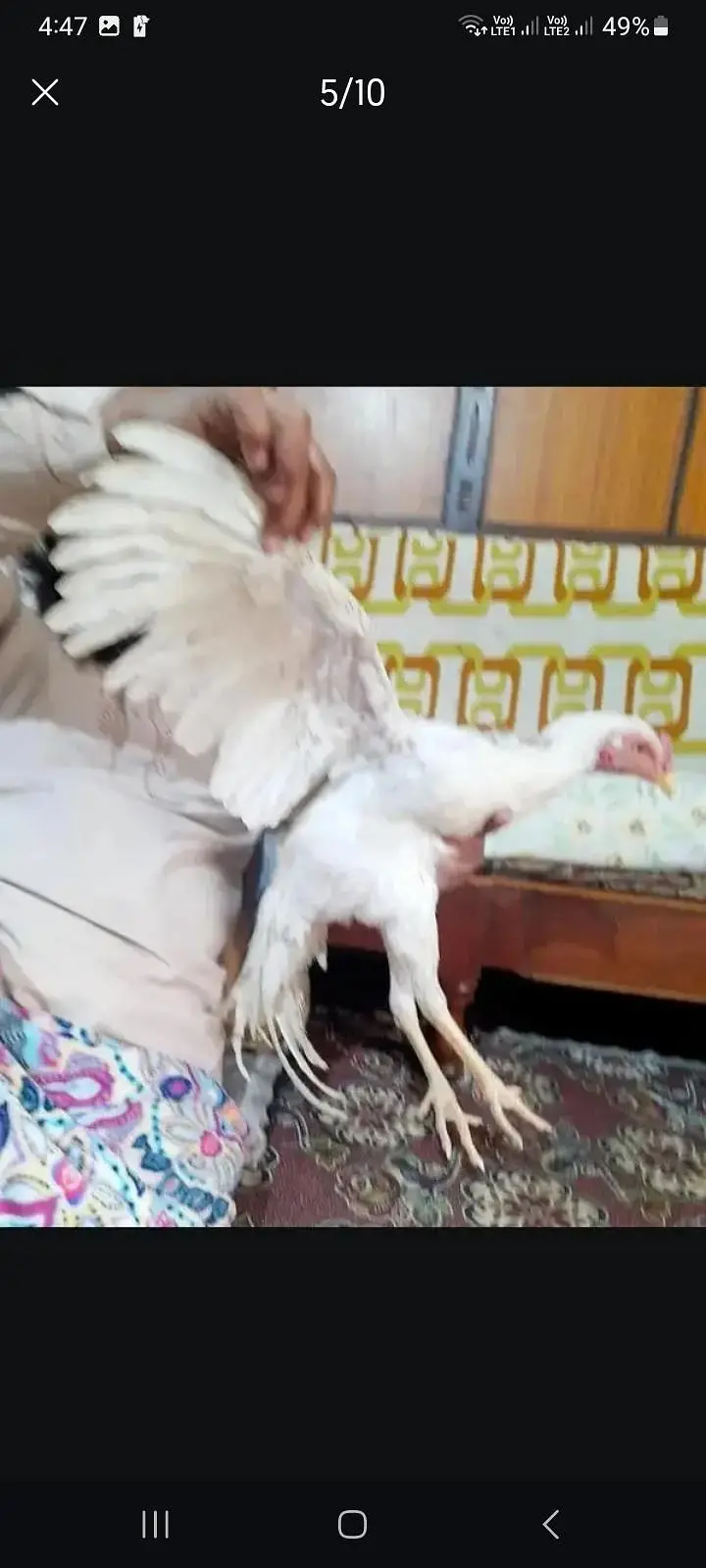 yang peyr hera lasani arjant sel — photo 2