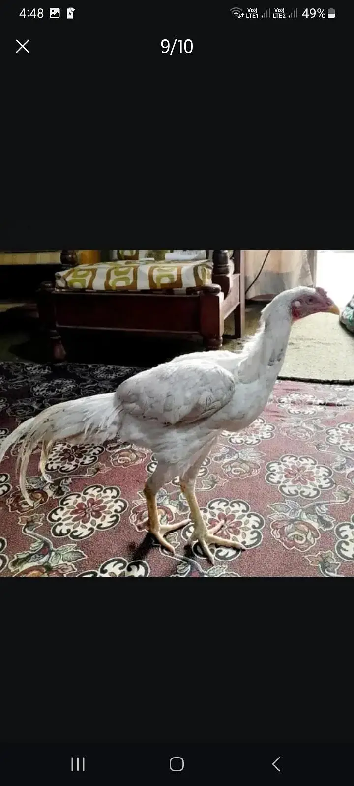yang peyr hera lasani arjant sel — photo 6