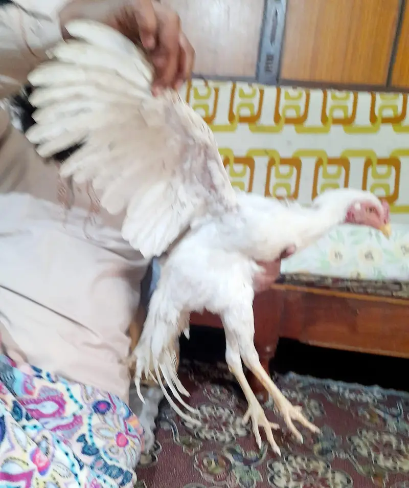yang peyr hera lasani arjant sel — photo 11