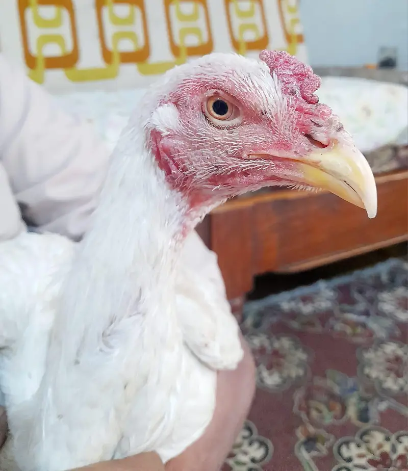 yang peyr hera lasani arjant sel — photo 12