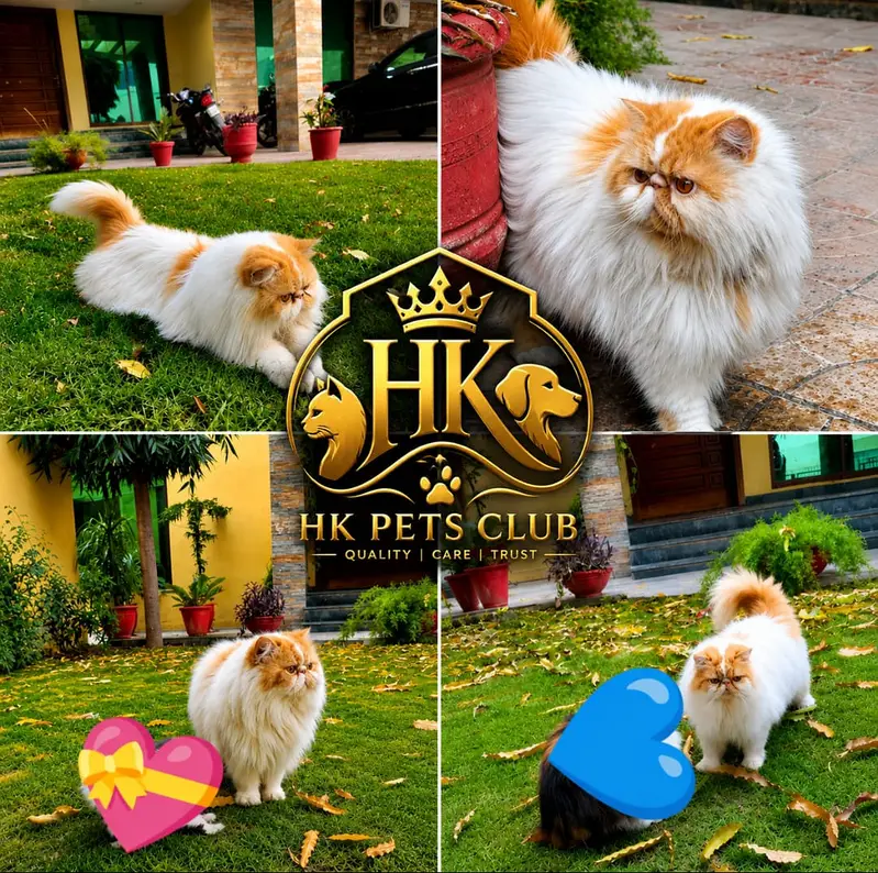 Cfa blood line male cat for mating | cat for stud | piki face