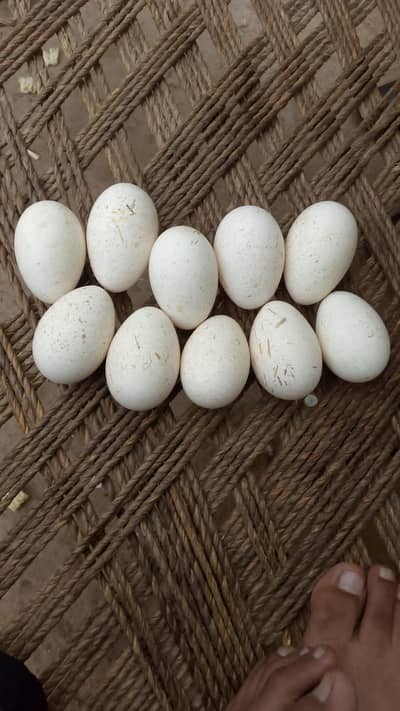 10 turkey eggs
