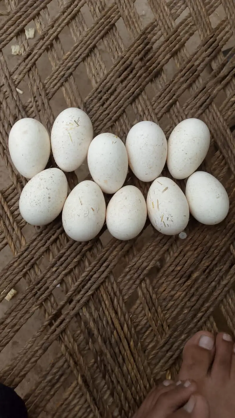 10 turkey eggs