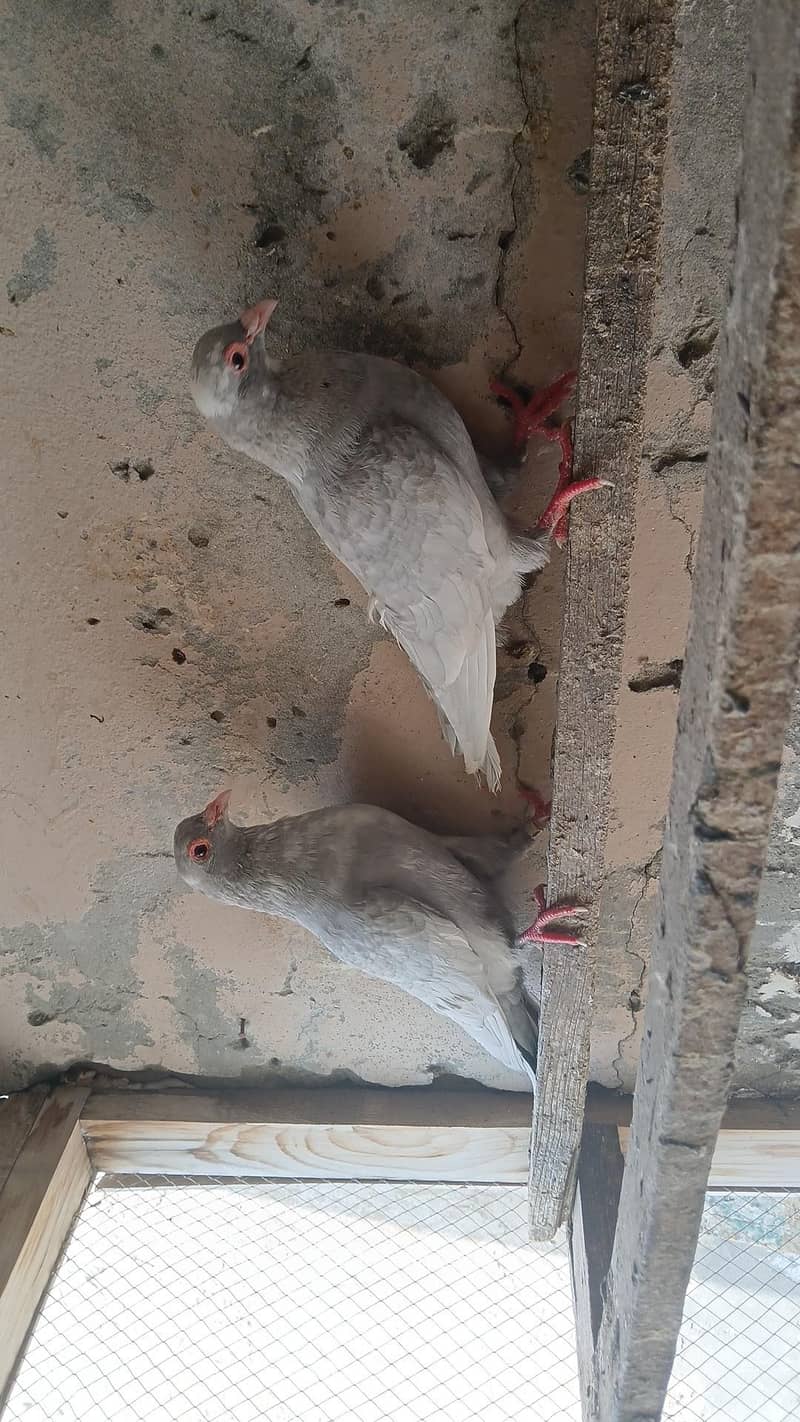 multani maina pairs 2