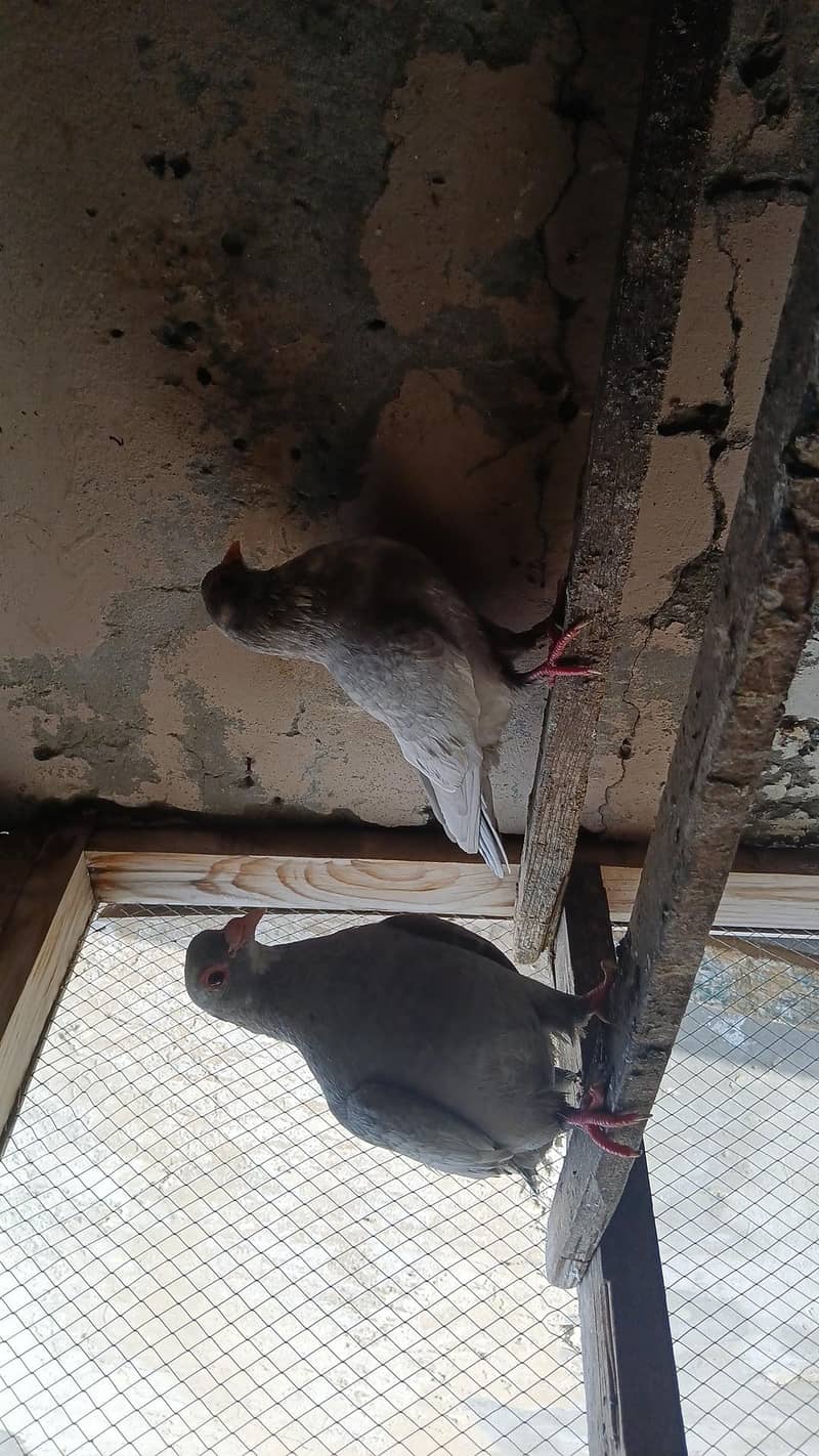 multani maina pairs 3