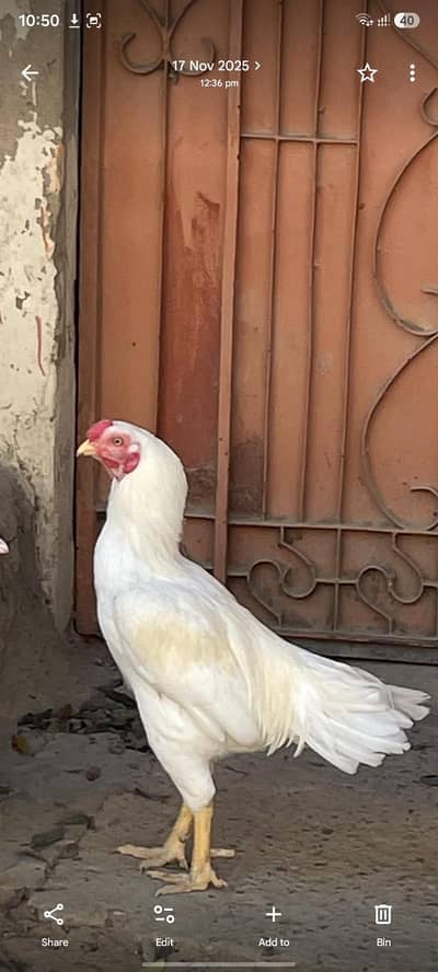 asel heera