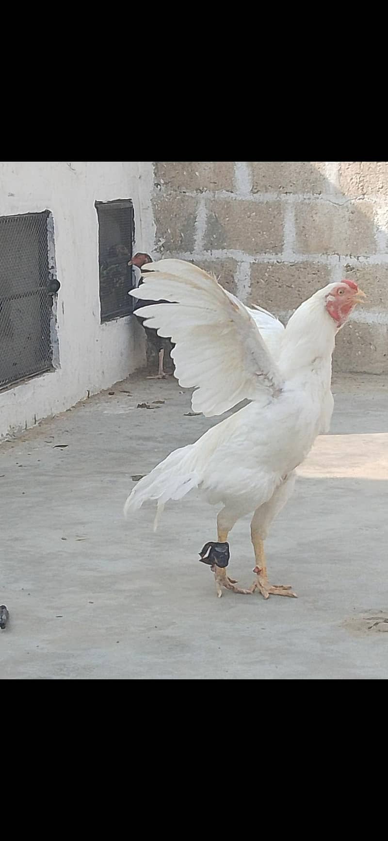 asel heera 1