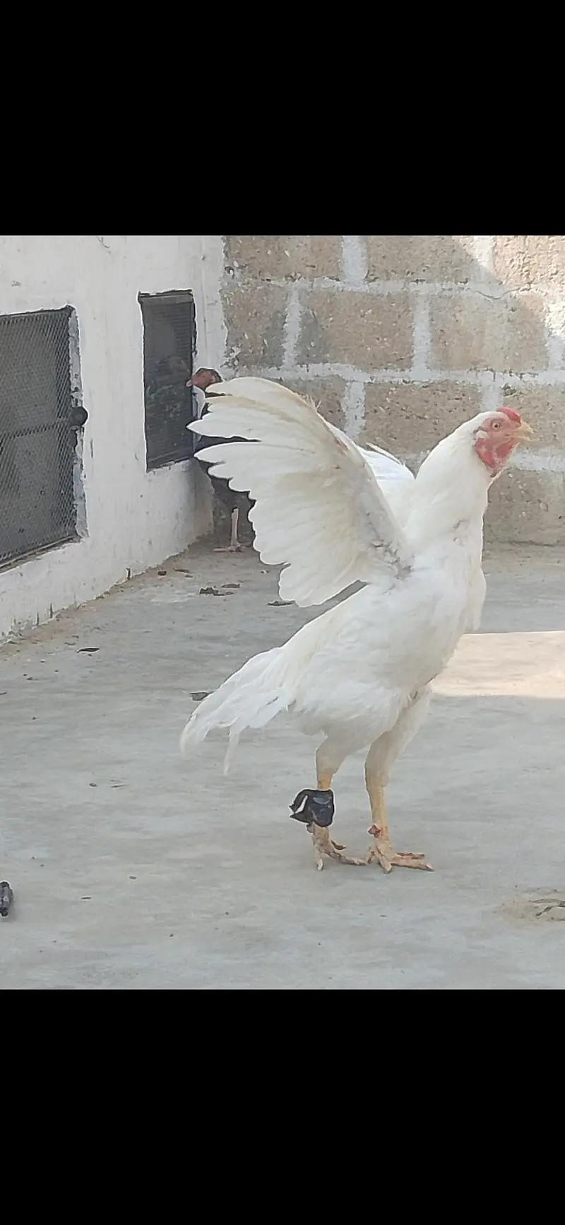 asel heera — photo 2