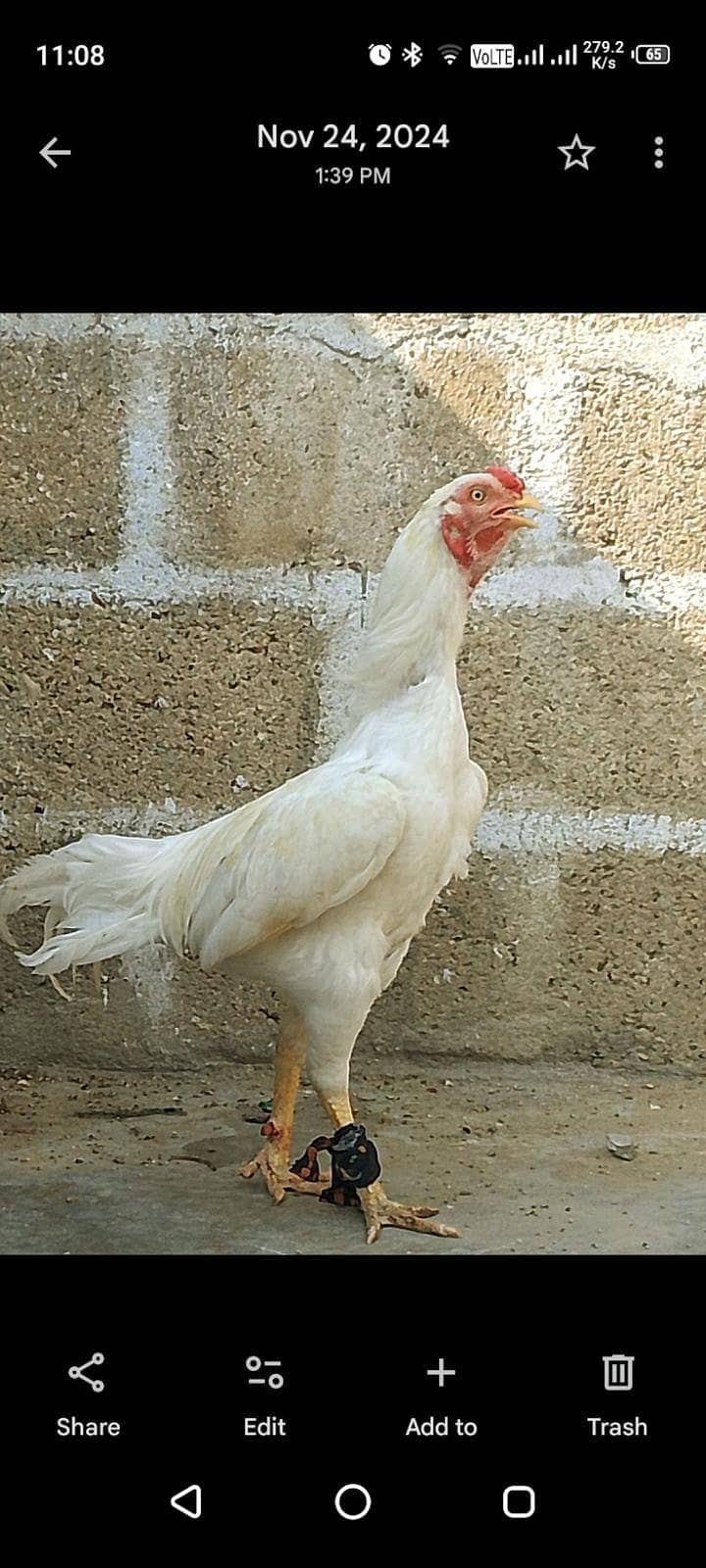 asel heera 2