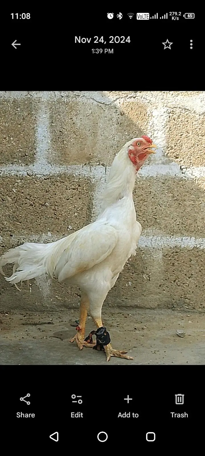 asel heera — photo 3