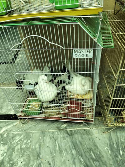 Trusted Parrot Seller | Multan | Fast Replies