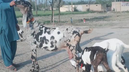3 bacchon wali bakri for sale call me+03291319927