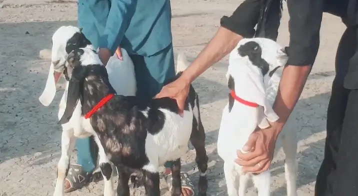 3 bacchon wali bakri for sale call me+03291319927 — photo 4