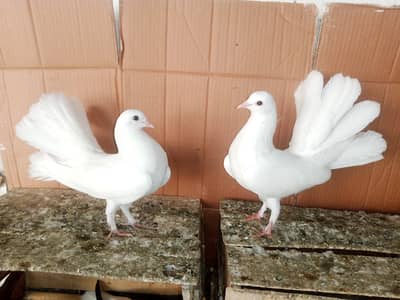 Lakky kabootar Fancy Pigeon Pair 03431683430