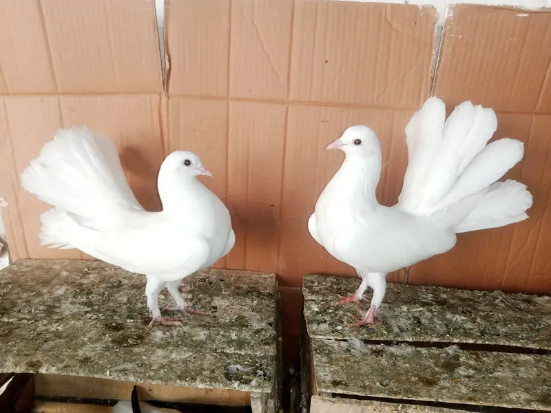 Lakky kabootar Fancy Pigeon Pair 03431683430