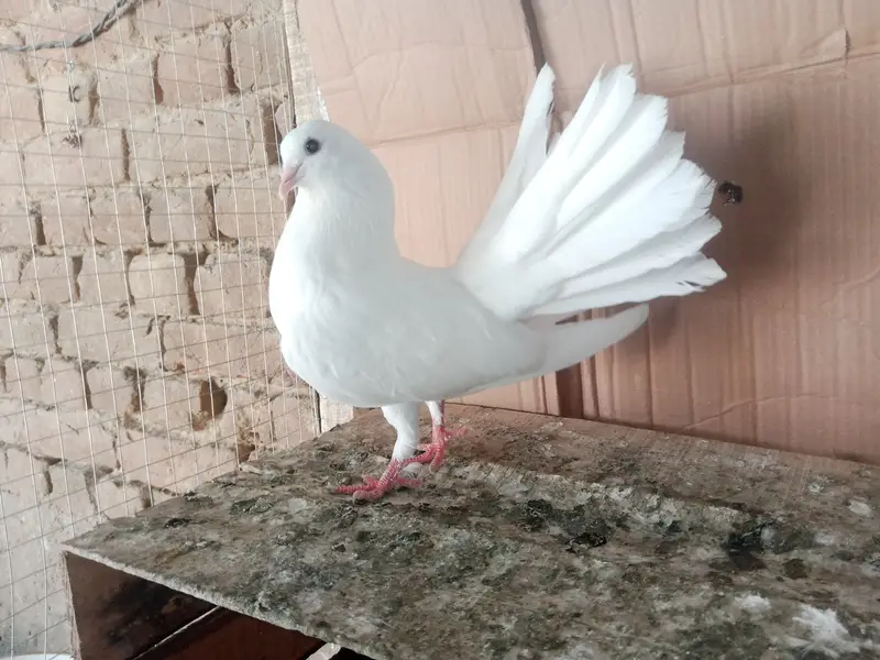 Lakky kabootar Fancy Pigeon Pair 03431683430 — photo 3