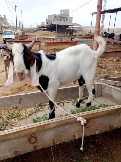 do dant Bakra