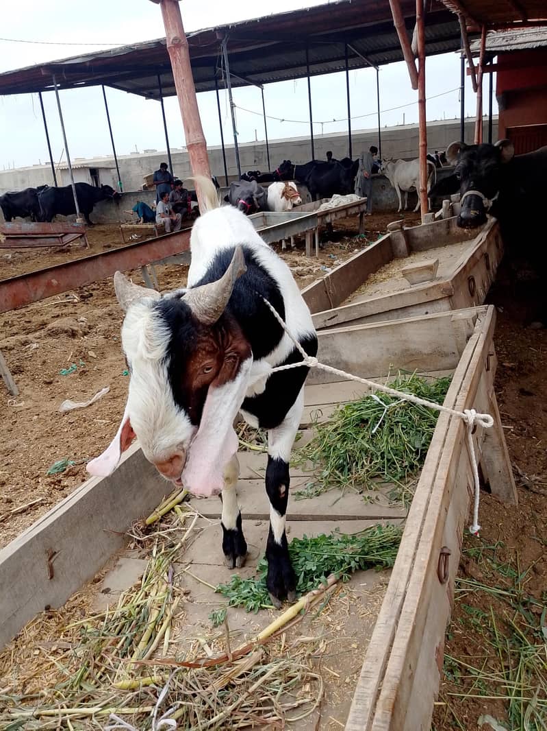 do dant Bakra 1